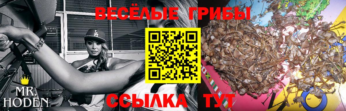 Великий Новгород  Псилоцибиновые грибы прущие грибы  дарнет шоп  Вход с VPN  Псилоцибиновые грибы Psilocybine cubensis 